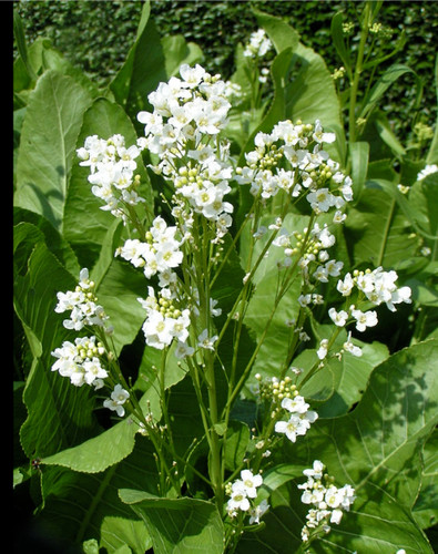 Horseradish horse radish herb - horseradish,