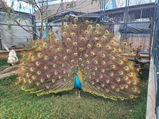 4 Peafowl Peahen India Blue