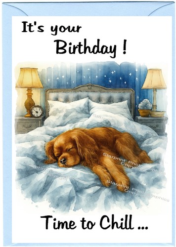 Cavalier king charles dog - king,