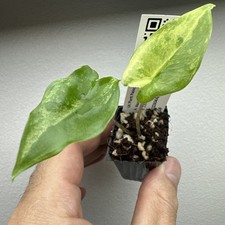 Alocasia Tigrina Superba