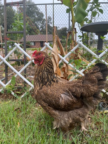 Gold and blue partridge - 12+,