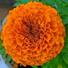 300 seeds AFRICAN MARIGOLD TALL HAWAII+4" FREE REUSABLE PLANT LABEL 