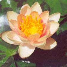 Aurora Dwarf small pond water