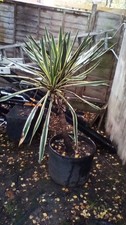 Large yucca plant