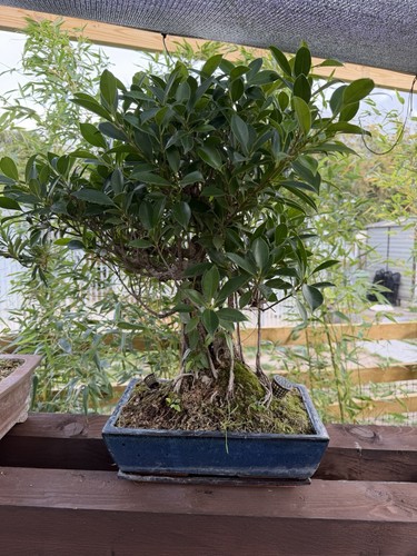 Large ficus bonsai tree - bonsai, potted