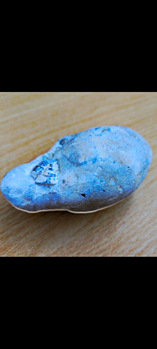 Echinoid sea urchin - echinoid-, in