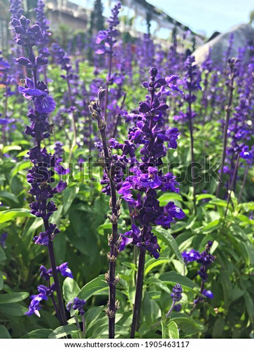 Salvia divinorum - salvia,