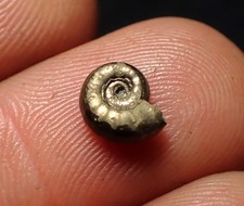 Tiny pyrite ammonite fossil Promicroceras (7mm) Charmouth Jurassic Coast UK