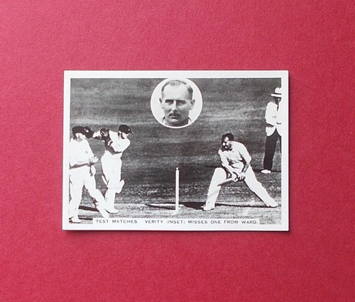 Cricket ardath - cricket,