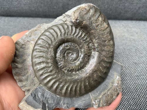 Whitby hildoceras fossil - hildoceras, sp