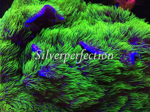 Neon green star polyps live - neon,
