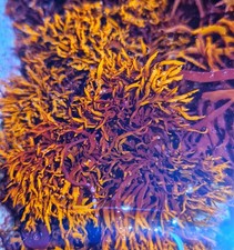 Marine macro algae, Halymenia