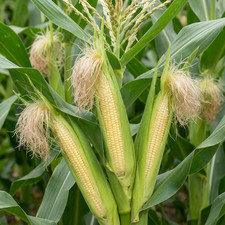 Large plants sweetcorn - -,