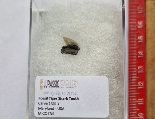 Genuine boxed fossil sand - genuine,