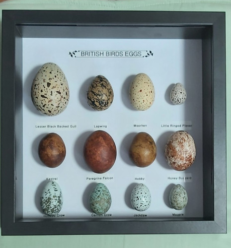 Replica birds eggs collection - replica,