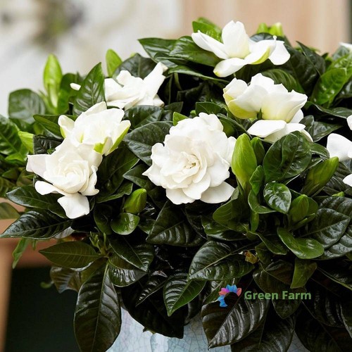 Bulbs gardenia jasminoides - 2,