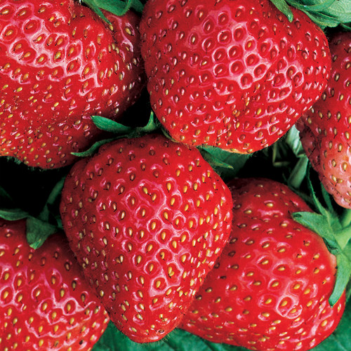 Strawberry red gauntlet - 'red, gauntlet'