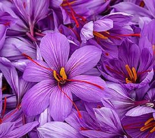 100 crocus sativus saffron - 1-100,