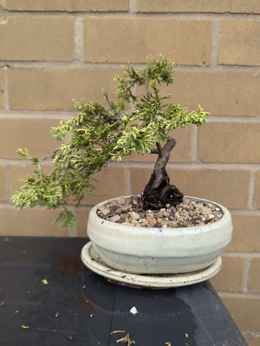 Juniper bonsai tree - juniper, –