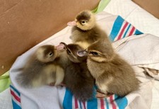 Half Dozen plus Indian Runner