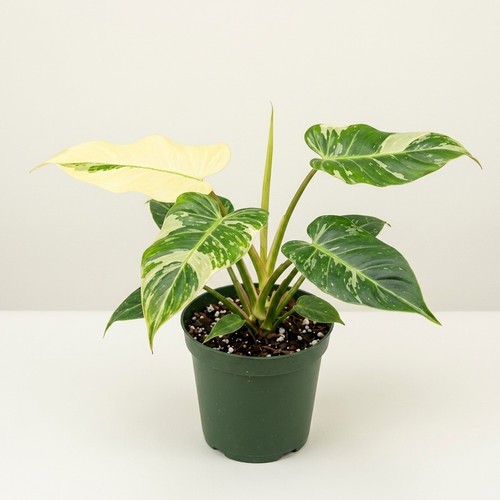 Philodendron birkin live - live, plant