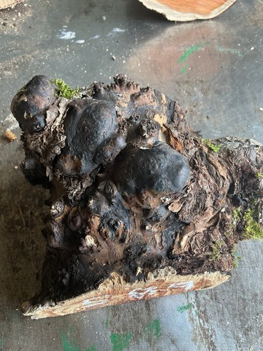 Apple wood burr - burr,spalted,