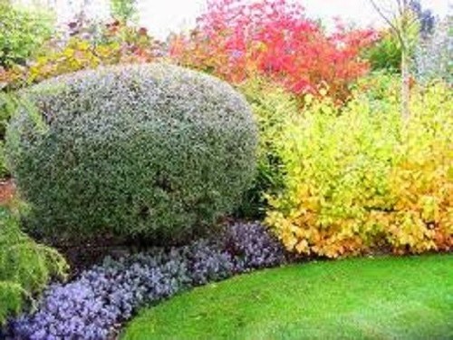 Evergreen shrubs mixed - shrubs,