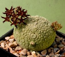 Pseudolithos migiurtinus 20