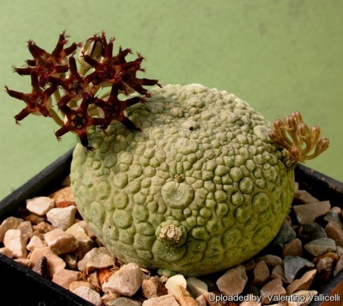 Pseudolithos migiurtinus - , 20