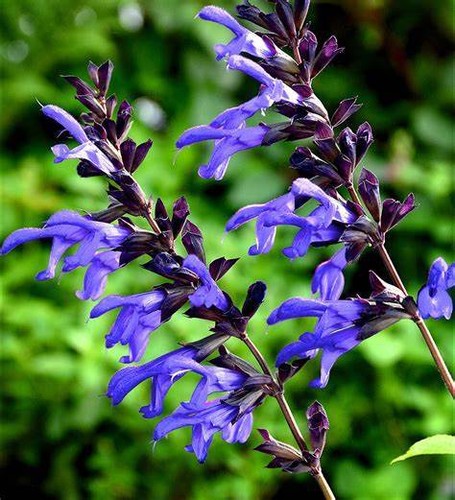 Perennial salvia plug plants - perennial,
