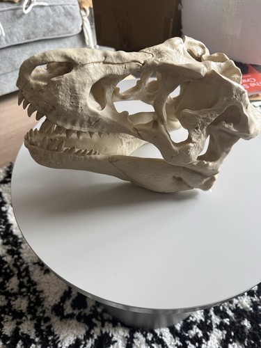 Rex dinosaur skull - skull, wall