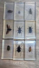 Real life bugs insects - bugs, &