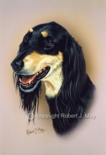Saluki Head Study Print by