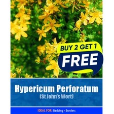 Flower Seeds Hypericum perforatum st johns wort - 340 Seeds Garden Plant Seed