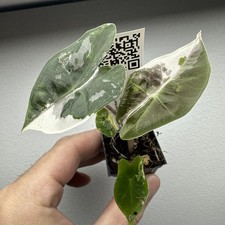 Alocasia Pseudo Sanderiana