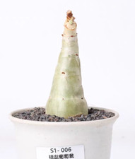 Rare cyphostemma juttae - cyphostemma,