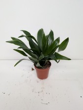 Healthy Palm House Plant