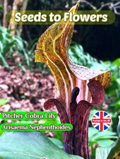 PITCHER  COBRA LILY - ARISAEMA NEPHENTHOIDES  - HARDY TROPICAL - 8 BEST SEEDS