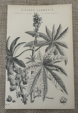 Antique 1870s Botanical