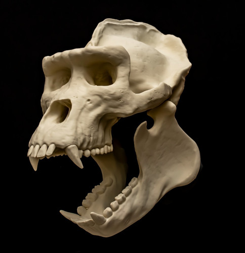 Gorilla skull replica life - skull,