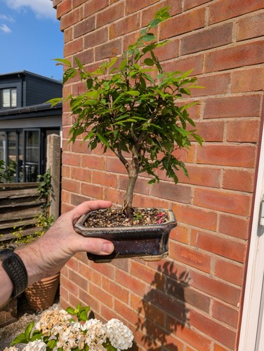 Established japanese grey - grey, bark