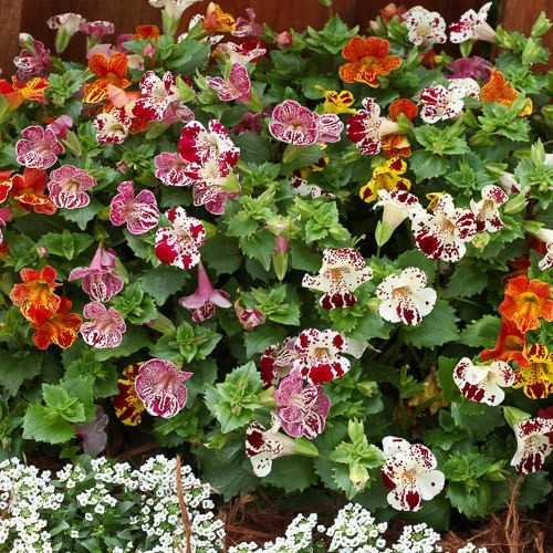 Mimulus monkeys flower - mimulus,