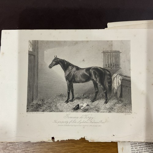 Antique horse print 1861 - horse, gemma