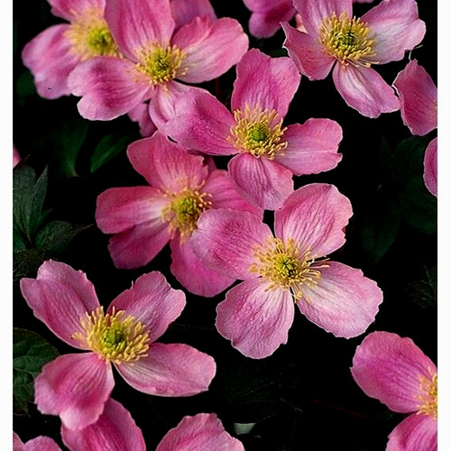 Clematis montana tetrarose - montana, |