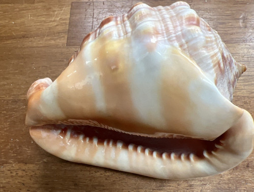 Helmet conch shell approx - shell,