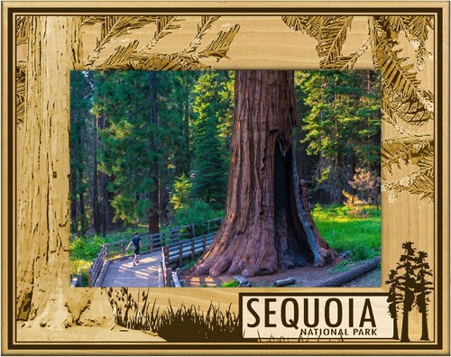 Sequoia national park with - park,
