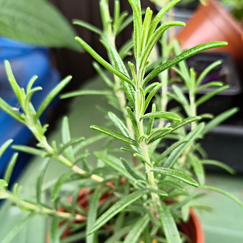 Rosemary plant pot salvia - in,