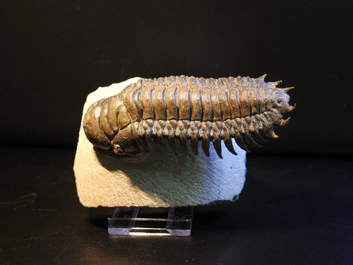 Exquisite cheirurus trilobite - cheirurus,