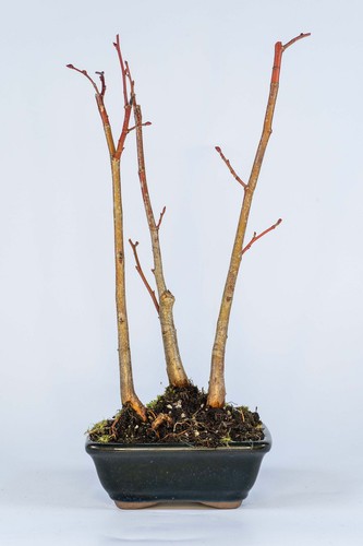 Shohin lime bonsai - forest, –