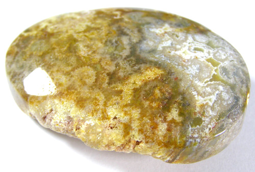 Fossilised coral palmstone - fossilised,
